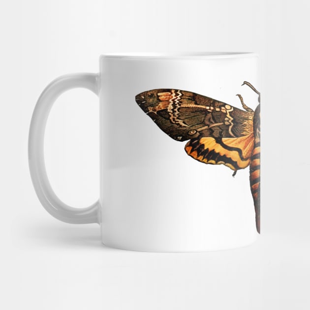 Deaths Head Hawk Moth by wildtribe